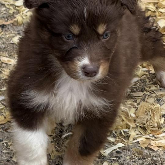 chiot Berger australien rouge tricolore CHIOT3 Berger australien des fauminards  
