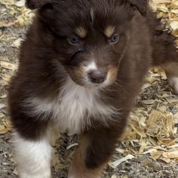 CHIOT3 Mâle Berger australien
