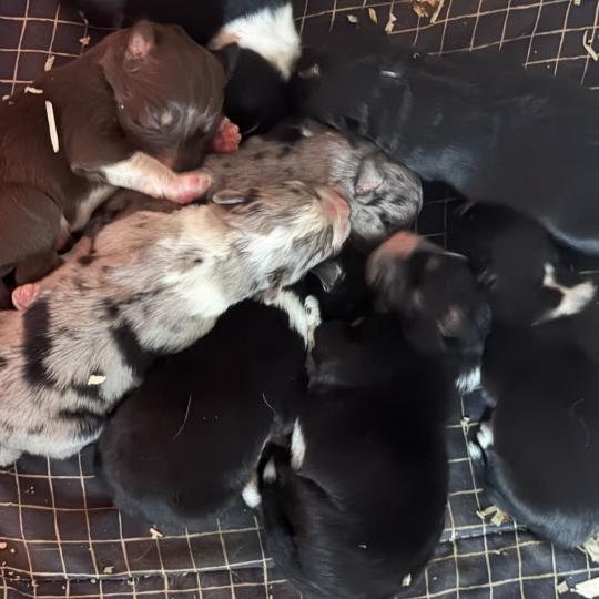 chiot Berger australien noir tricolore CHIOT4 Berger australien des fauminards  