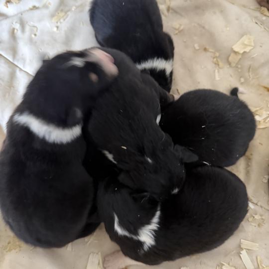 chiot Berger australien noir tricolore CHIOT5 Berger australien des fauminards  