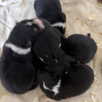 CHIOT5 Femelle Berger australien