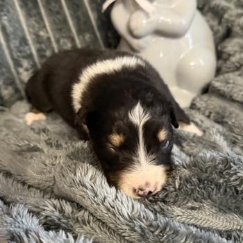 CHIOT5 Femelle Berger australien