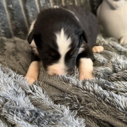 chiot Berger australien noir tricolore CHIOT6 Berger australien des fauminards  