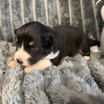 CHIOT7 Femelle Berger australien