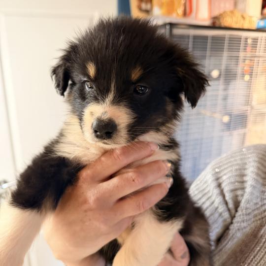 chiot Berger australien noir tricolore CHIOT7 Berger australien des fauminards  