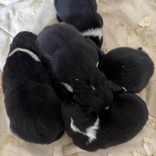 chiot Berger australien noir tricolore CHIOT8 Berger australien des fauminards  