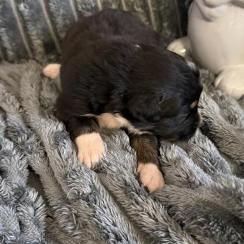 CHIOT8 Femelle Berger australien