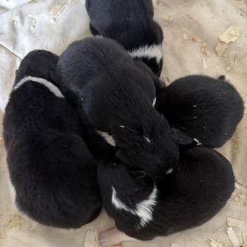 CHIOT9 Femelle Berger australien