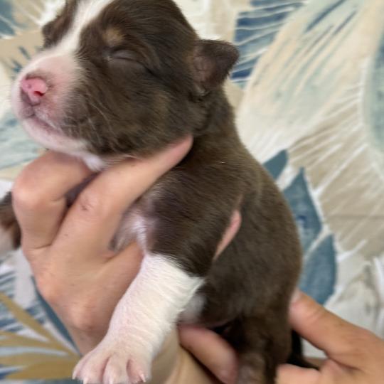 chiot Berger australien Rouge tricolore Femelle rouge tricolore 1 Elevage familiale de Berger australien  