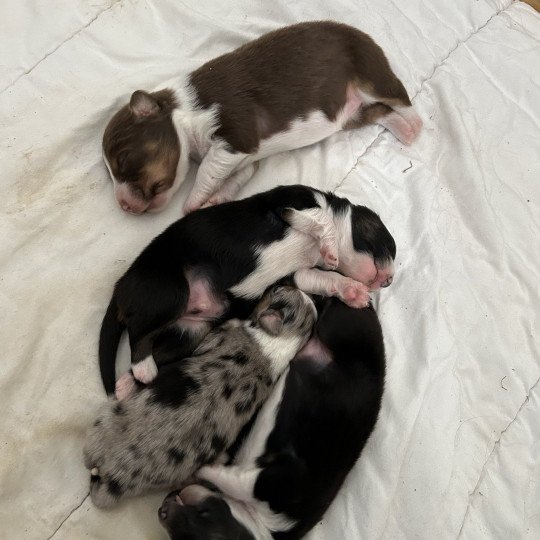 chiot Berger australien Rouge tricolore Femelle rouge tricolore Berger australien des fauminards  