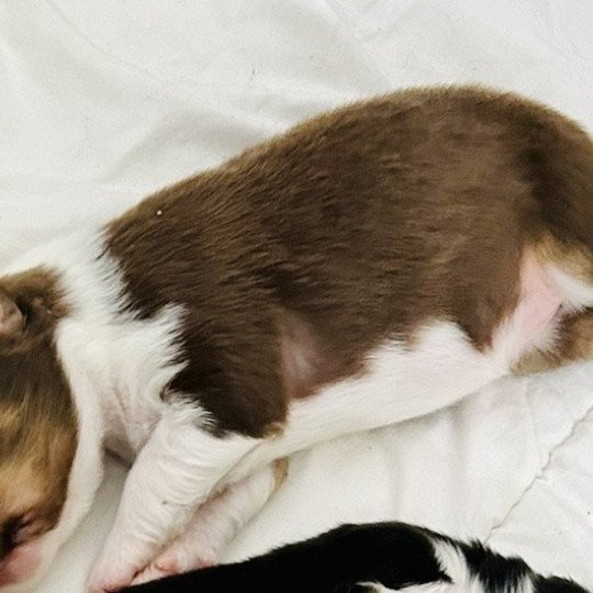 chiot Berger australien Rouge tricolore Femelle rouge tricolore LOF Berger australien des fauminards  
