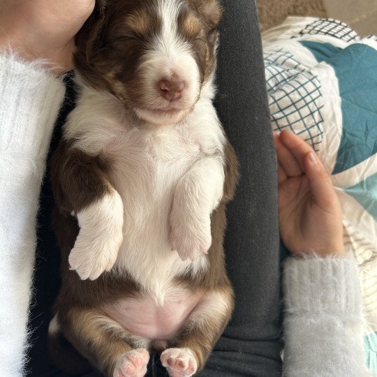 chiot Berger australien Rouge tricolore Femelle rouge tricolore LOF Berger australien des fauminards  