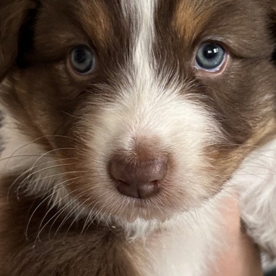 chiot Berger australien Rouge tricolore Femelle rouge tricolore LOF Berger australien des fauminards  