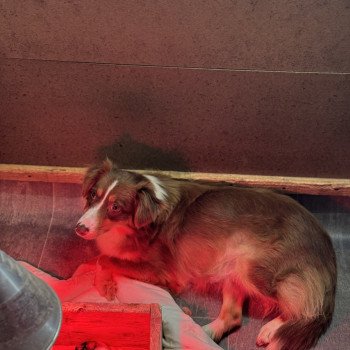 Lili des fauminards Femelle Berger australien