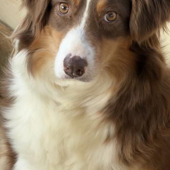 Lili Femelle Berger australien