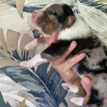 Male bleu merle 1 Mâle Berger australien