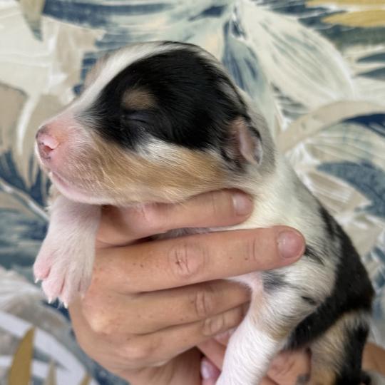chiot Berger australien Bleu merle Male bleu merle 1 Elevage familiale de Berger australien  