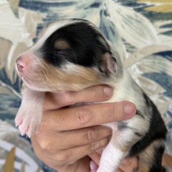 Male bleu merle 1 Mâle Berger australien