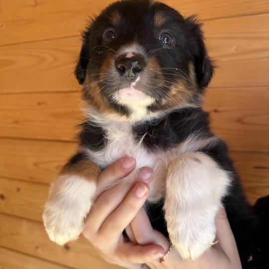 chiot Berger australien BOLT Elevage familiale de Berger australien  