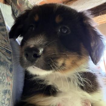 BALTO Mâle Berger australien