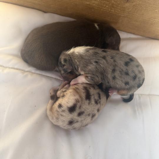 chiot Berger australien Rouge merle Male rouge merle 1 Elevage familiale de Berger australien  
