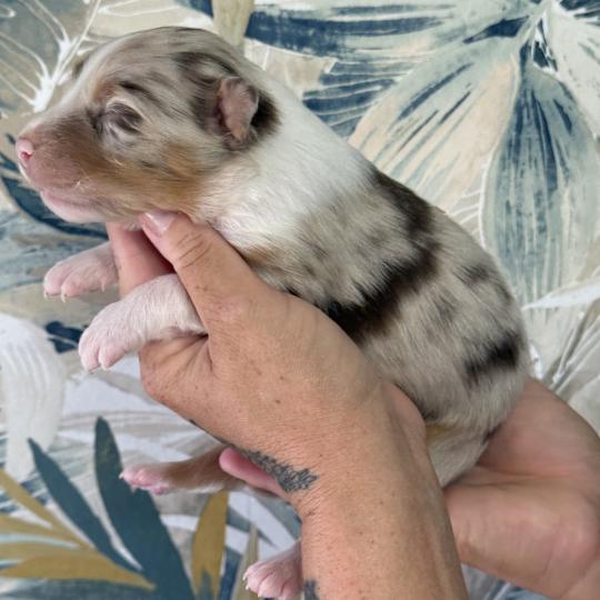 chiot Berger australien Rouge merle Male rouge merle 1 Elevage familiale de Berger australien  