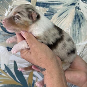 Male rouge merle 1 Mâle Berger australien