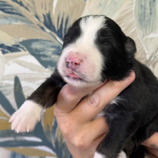 chiot Berger australien Noir tricolore Male noir tricolore 1 Elevage familiale de Berger australien  
