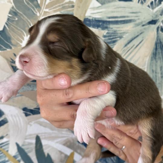 chiot Berger australien Rouge tricolore Male rouge tricolore 1 Elevage familiale de Berger australien  