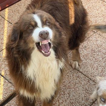 SULTAN Mâle Berger australien