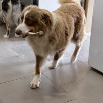 Pépite Femelle Berger australien