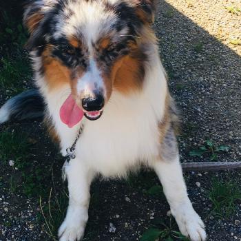 RICCI Mâle Berger australien