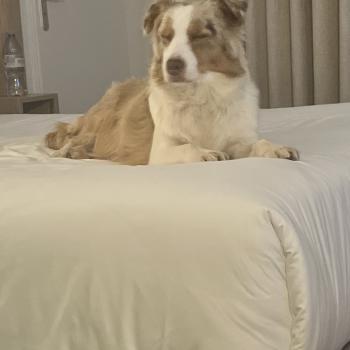 SWEET Femelle Berger australien