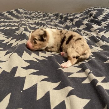 ULKY Mâle Berger australien