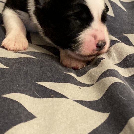 chiot Berger australien NOIR TRICOLORE URSUL Berger australien des fauminards  