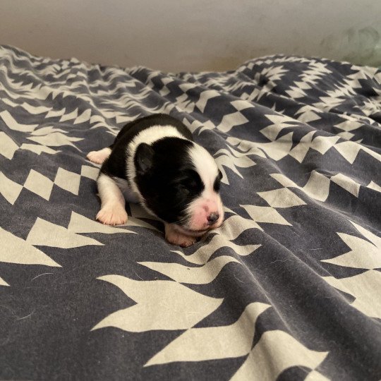 chiot Berger australien NOIR TRICOLORE URSUL Berger australien des fauminards  
