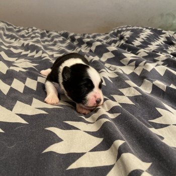 URSUL Mâle Berger australien