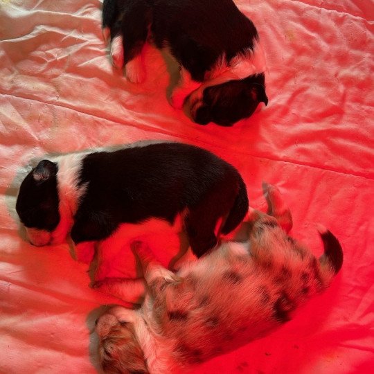 chiot Berger australien NOIR TRICOLORE URSUL Berger australien des fauminards  
