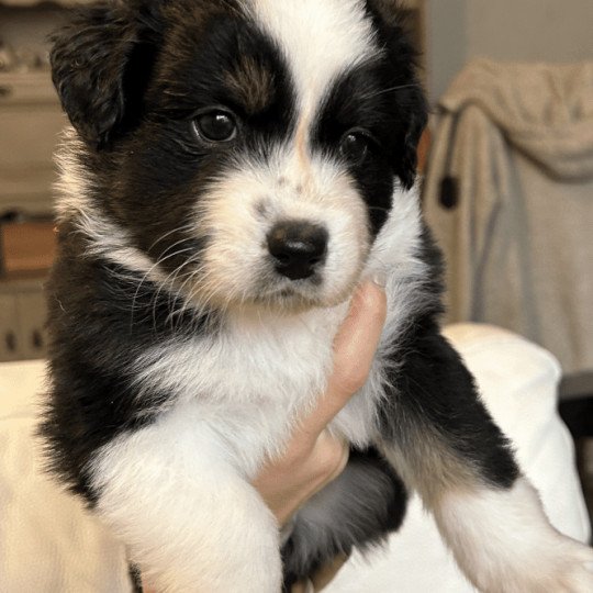 chiot Berger australien NOIR TRICOLORE URSUL Berger australien des fauminards  