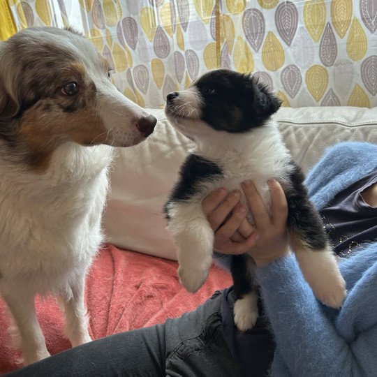 chiot Berger australien NOIR TRICOLORE URSUL Berger australien des fauminards  