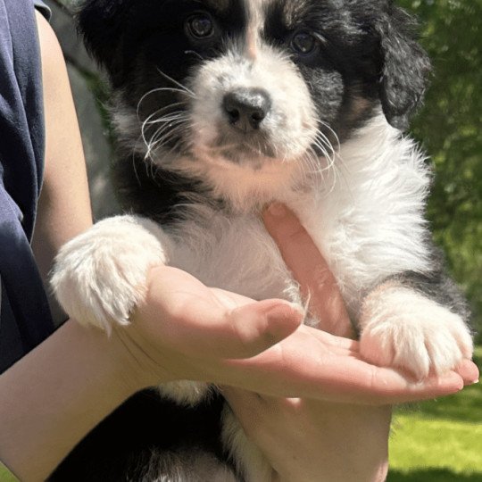 chiot Berger australien NOIR TRICOLORE URSUL Berger australien des fauminards  