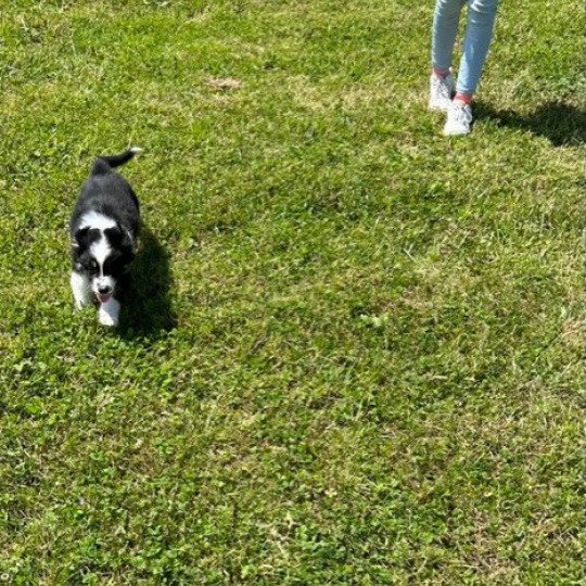 chiot Berger australien NOIR TRICOLORE URSULL Berger australien des fauminards  