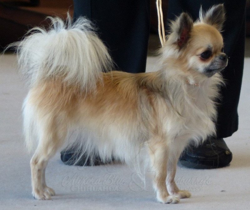Chihuahua Poil Long look, santé, entretien et éleveurs français pro.